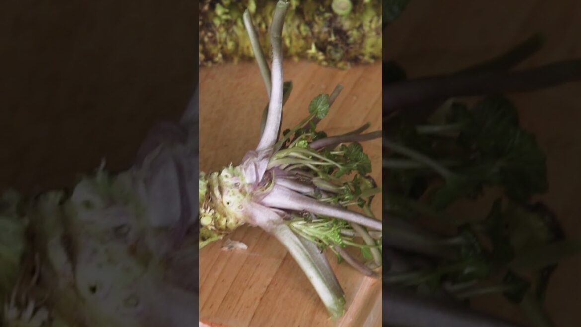 Here’s why real wasabi is hard to find. #wasabi #spice #horseradish Here's why real wasabi is hard to find. #wasabi #spice #horseradish