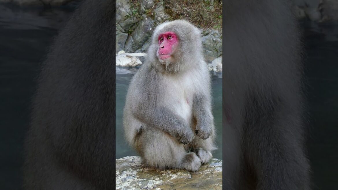 Japanese Tour #Shorts #ShortsTravel #ShortsMusic Japanese Tour #Shorts #ShortsTravel #ShortsMusic