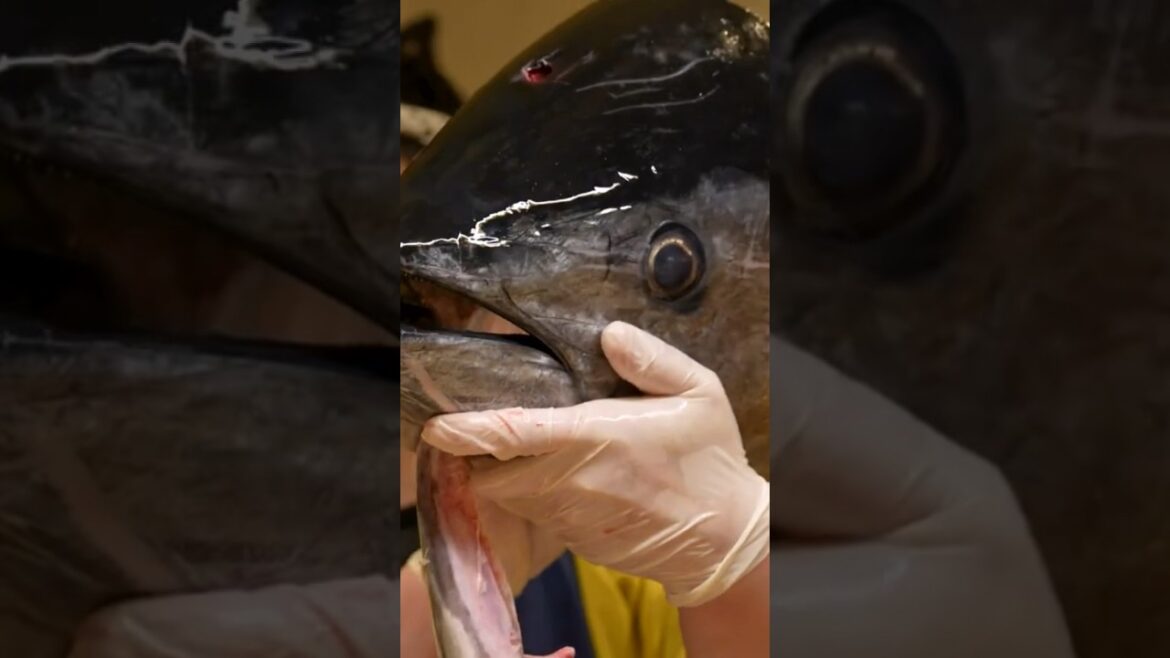 Amazing Bluefin Tuna Cutting Show | Japanese Giant Fish Sashimi | Tokyo Street Food