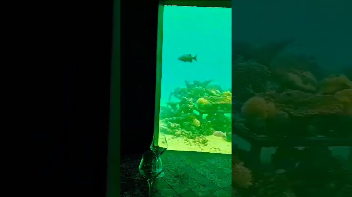 #shorts 👆🌍 The wonders of underwater tourist hotels in Mala Island 🤤💕 #youtubeshorts #short