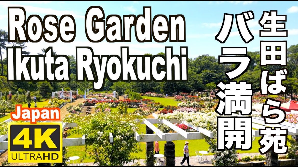 🇯🇵4K 生田緑地ばら苑 Ikuta Ryokuchi Rose Garden 満開バラ 薔薇 花の名所 ガーデン 見頃 神奈川観光 満開バラ 花の絶景