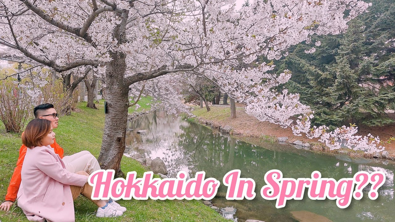 JAPAN CHERRY BLOSSOMS SAKURA HANAMI EXPERIENCE AT MARUYAMA PARK