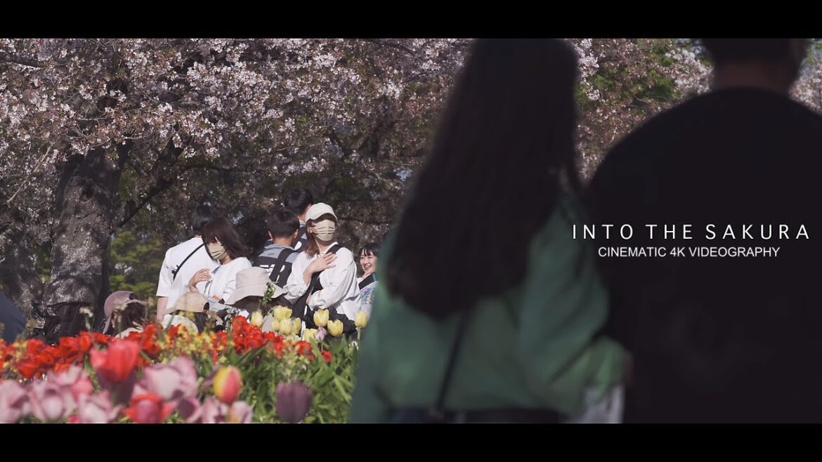 Into The Sakura – Cinematic | Fujifilm Videography with XF50-140 F2.8 | FUKUOKA Into The Sakura - Cinematic | Fujifilm Videography with XF50-140 F2.8 | FUKUOKA