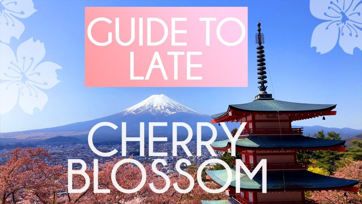 JAPAN LATE Cherry Blossom GUIDE🌸2023/2024 – Best Sakura 4K JAPAN LATE Cherry Blossom GUIDE🌸2023/2024 - Best Sakura 4K
