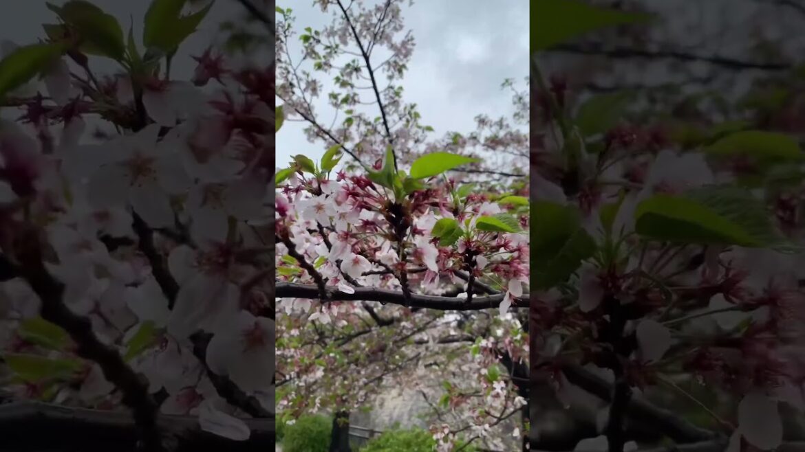 Osaka Castle on a Rainy Day #japan #osaka #osakacastle #spring