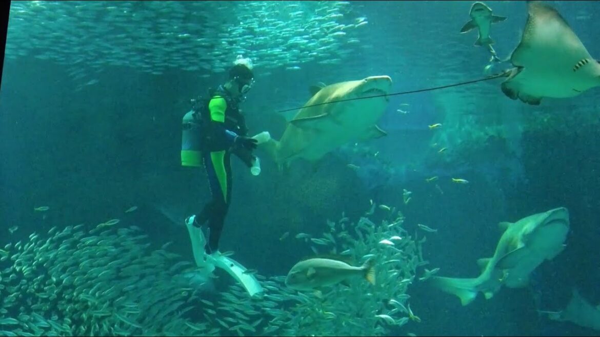 DIVER SURROUNDED BY SHARKS! Dolphin show! Best Aquarium visited in Japan | EXPLORE | PLAY | JAPAN