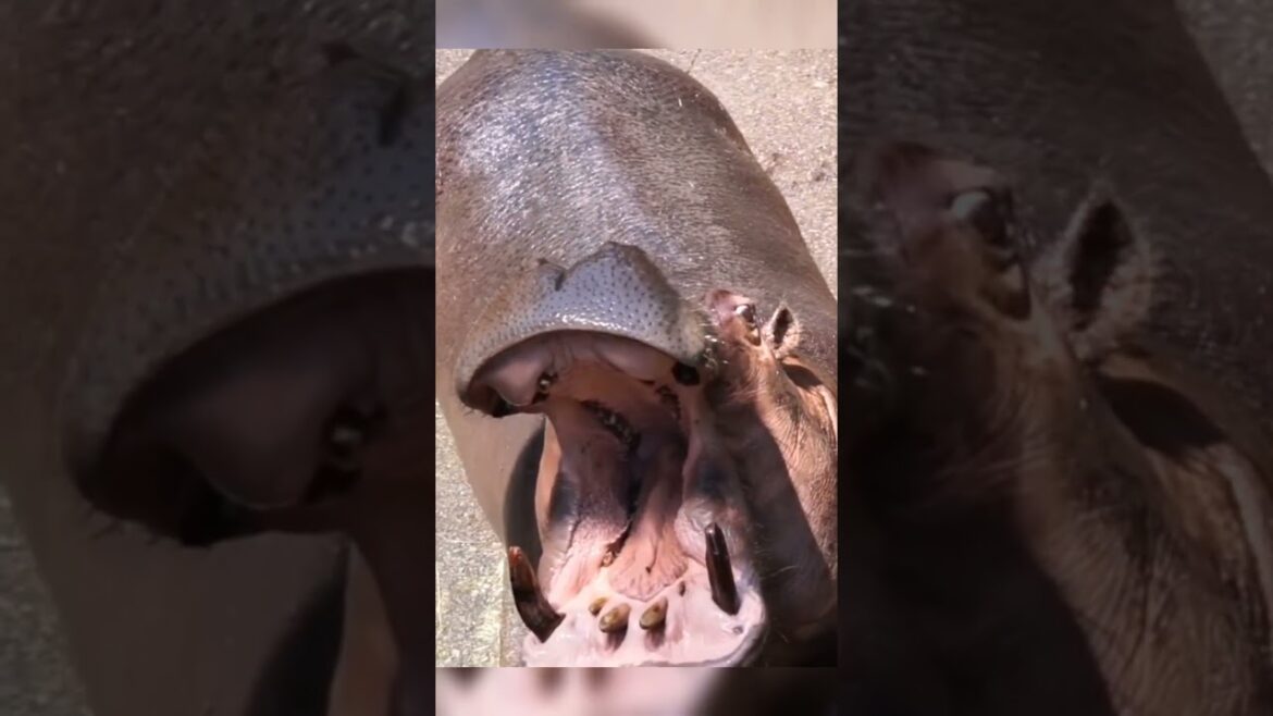 Hippopotamus eats whole Watermelon 🍉🍉👍❤️❤️