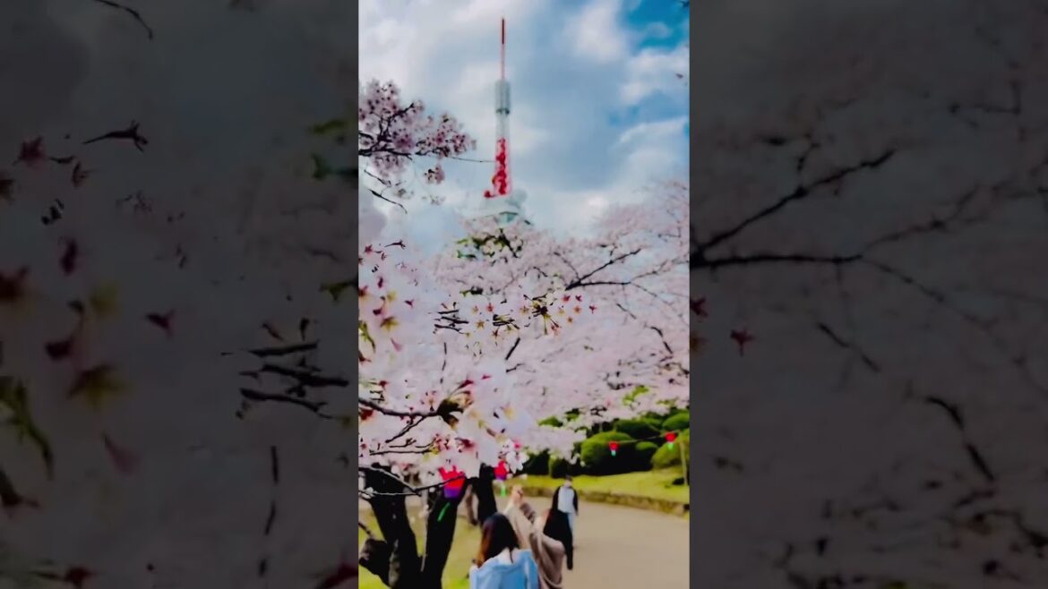 Captivating Beauty of Japan Sakura Flowers πΈπ€#shorts #japan π―π΅ Captivating Beauty of Japan Sakura Flowers πΈπ€#shorts #japan π―π΅