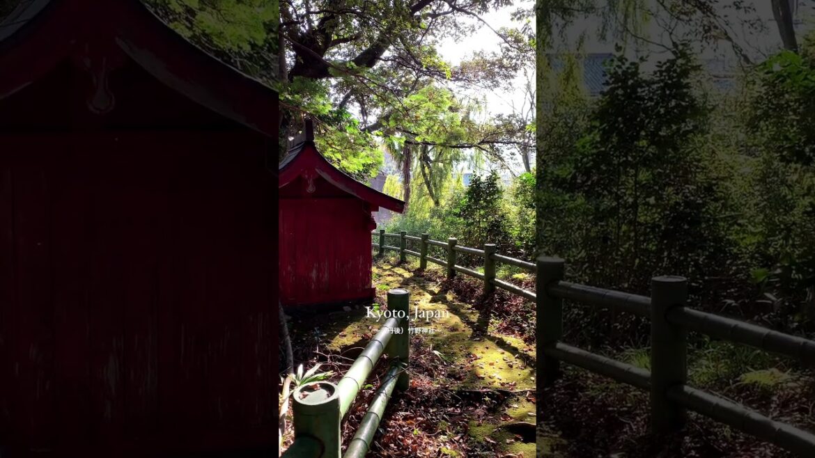 📺 🇯🇵 #japan #short #shorts #travel #vacation #explore #globetrotter #monde #shortsfeed #japanese