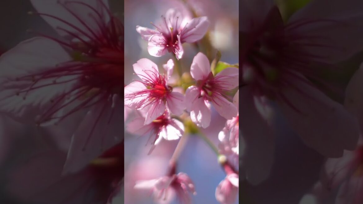 Cherry Blossom, Japan #shortvideo #shorts #travel Cherry Blossom, Japan #shortvideo #shorts #travel