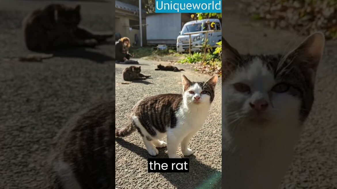 Did you know about the cat island 🏝️🏝️ in Japan?