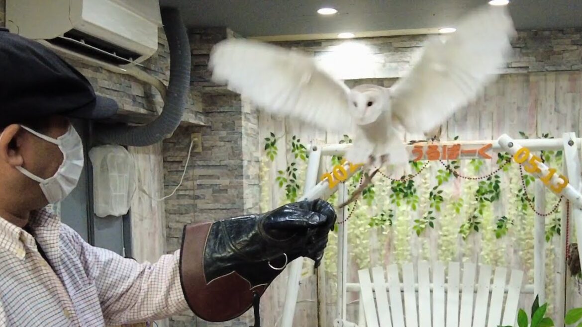 Famous Owl Cafe in Tokyo Japan 🦉 Owlpark Ikebukuro ASMR