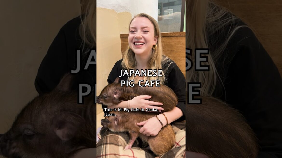 Japanese Pig Cafe! 🐷 #mipig #pig #japantravel #cuteanimals #japantrip #japan #cutepig #piggies