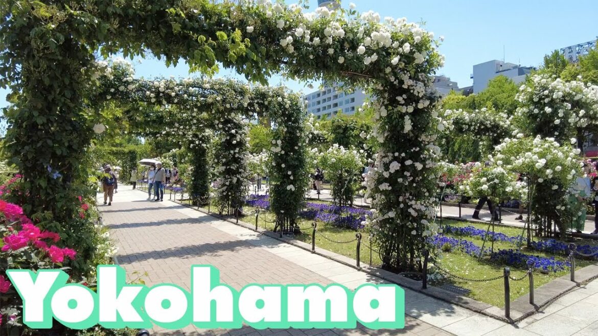 Yokohama🇯🇵 Walking Tour May 2023 | Kanagawa,Japan æ¨ªæµœæ•£æ© å±±ä¸‹å…¬åœ’ Yokohama🇯🇵 Walking Tour May 2023 | Kanagawa,Japan æ¨ªæµœæ•£æ© å±±ä¸‹å…¬åœ’