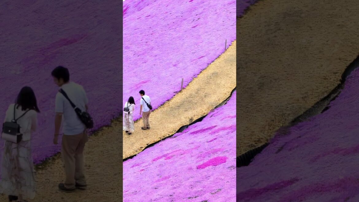 【LANDSCAPE in JAPAN】 A Carpet of Moss phlox, flowers will impress you😭