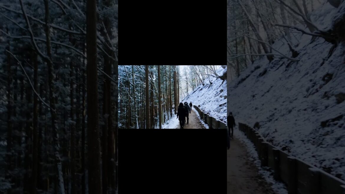 Nagano/Jigokudani Snow Monkey Park, Japan – Cinematic 4K