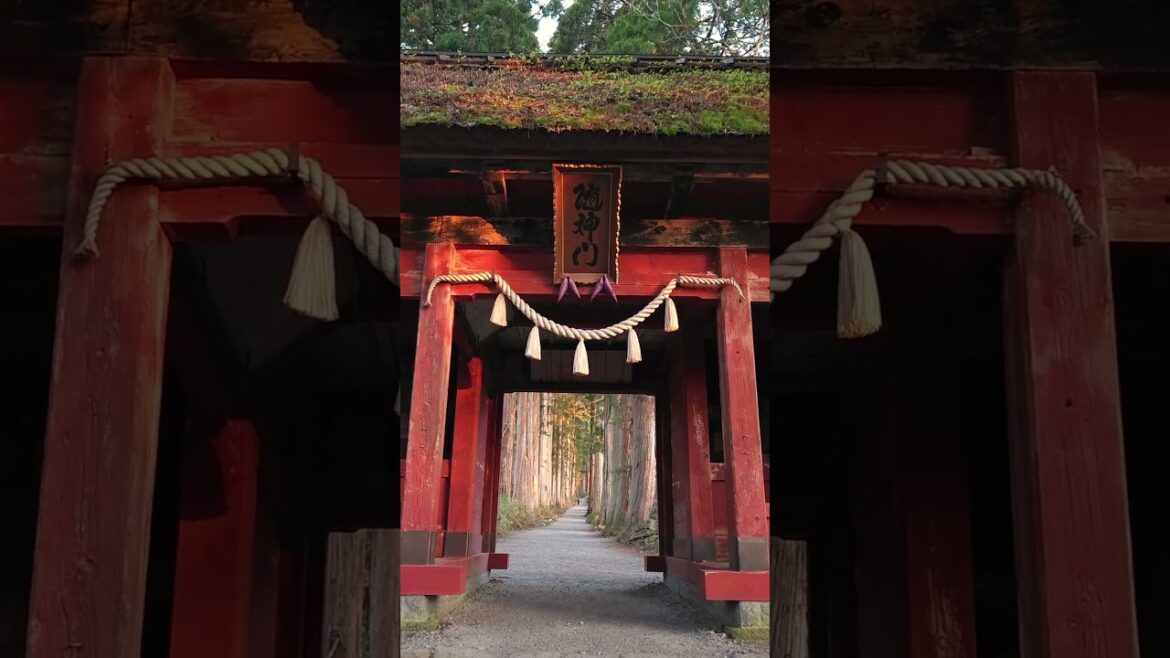 戸隠神社奥社 #nagano #japan #shorts