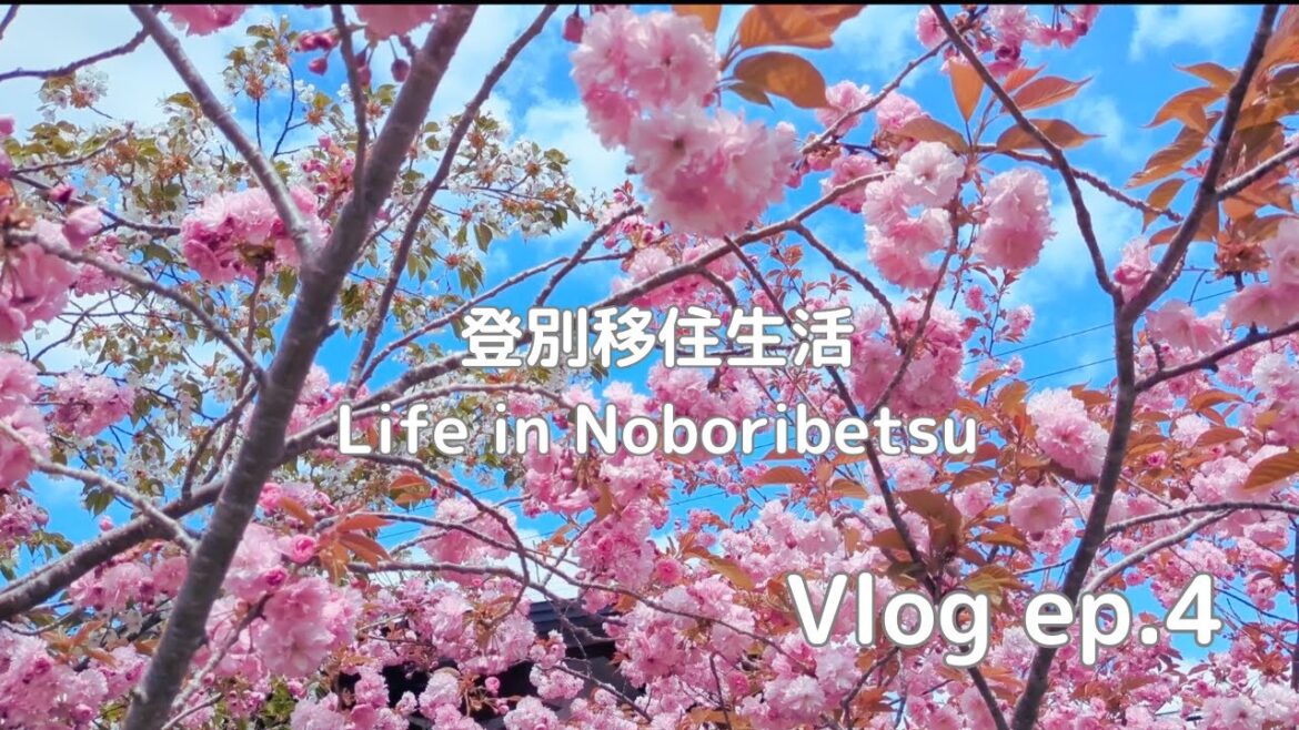 登別移住生活vlog ep.4 登別の桜スポット | 川上公園 | 郷土資料館の珍しい桜 登別移住生活vlog ep.4 登別の桜スポット | 川上公園 | 郷土資料館の珍しい桜