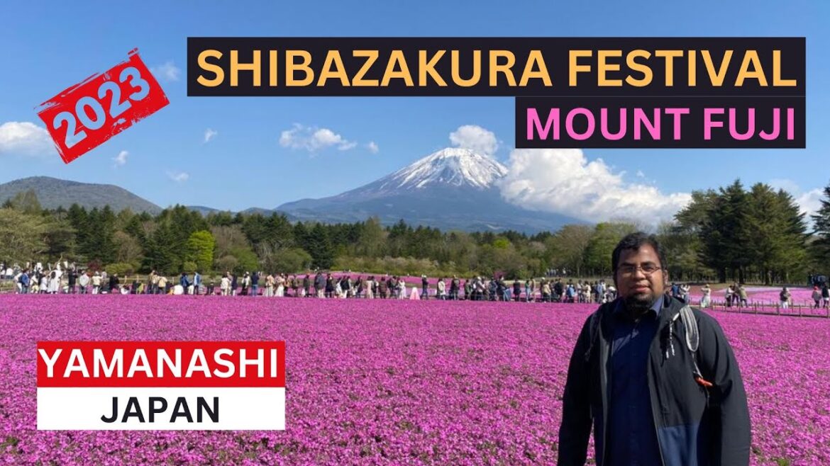 FUJI SHIBAZAKURA FESTIVAL [4K] | PHLOX MOSS | MOUNT FUJI | JAPAN TRAVEL VLOG | MAMUN CHOWHDURY