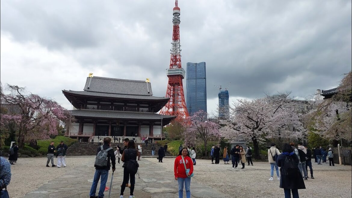 Tokyo, Japan Best Walk Tour: Zojo-ji Temple, Tokyo Tower, Shiba Park Cherry Blossoms