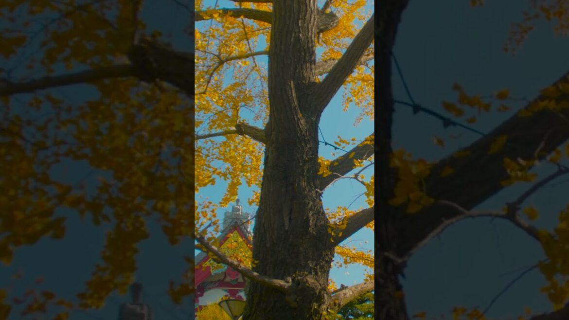 Autumn in Sensō-ji temple Tokyo | Amazing Japan Travel Adventure Documentary Autumn in Sensō-ji temple Tokyo | Amazing Japan Travel Adventure Documentary