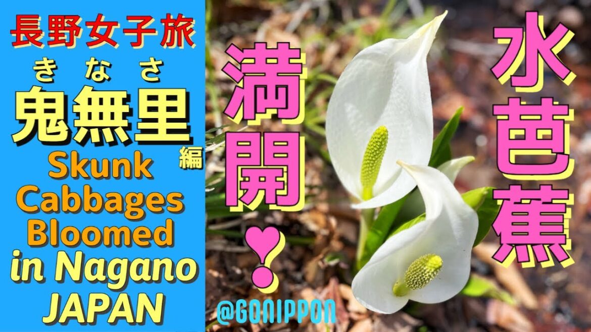 4K映像 !【長野女子旅】水芭蕉と雄大な自然 鬼無里編 Great Nature of Kinasa, Nagano, Japan