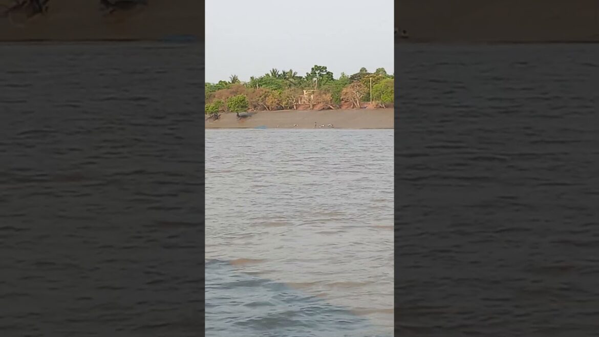 Ichamati river boating | Ichamati nodi  Masrangadib |  #shorts #shortvideo #youtubeshorts #viral
