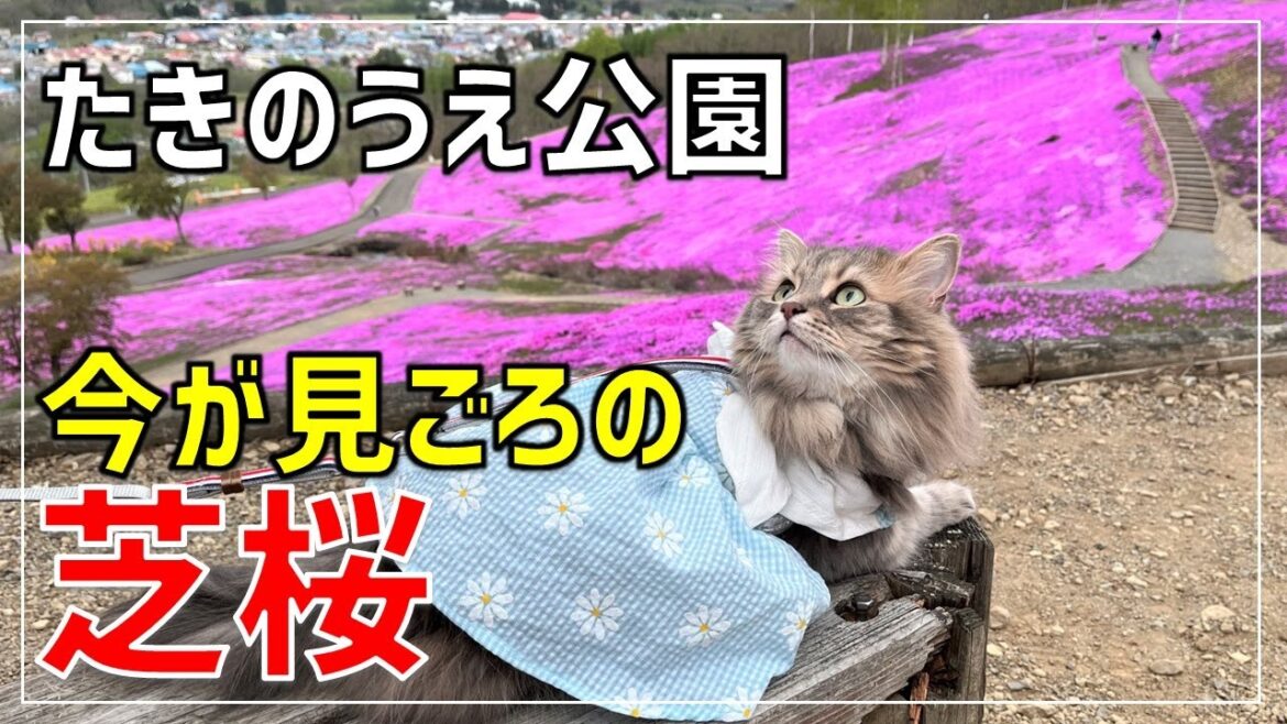 【絶景】北海道の芝桜！今が見ごろのペットと行ける滝上公園の芝桜をご紹介【北海道ドライブ】