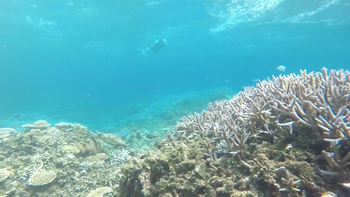 Hatoma Island (Okinawa), Snorkeling
