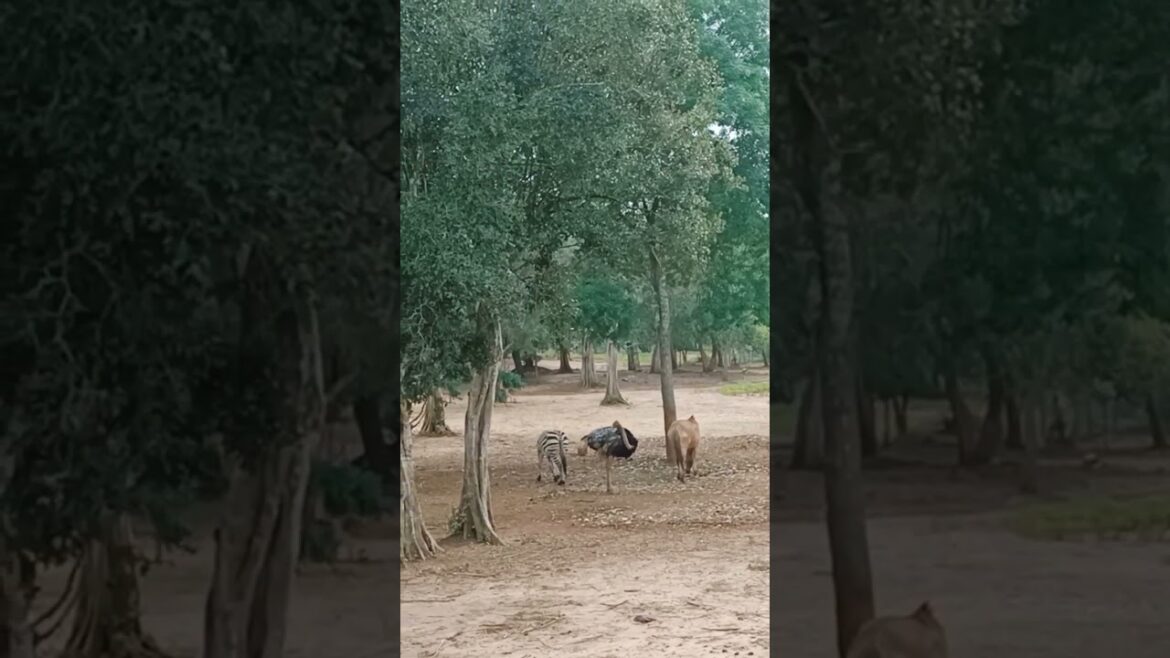 Ridiyagama safari park #tour_of_sivasri #tourofsivasri