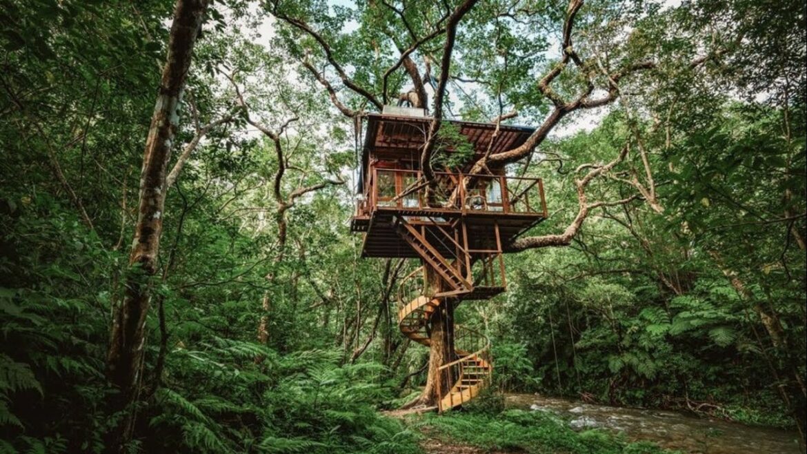 Experience the Ultimate Forest Adventure in Treeful Treehouse Okinawa Experience the Ultimate Forest Adventure in Treeful Treehouse Okinawa