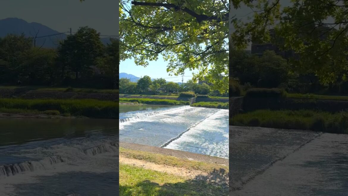 Walk along The Kamo river #japan #kyoto #travel #trip #fyp #kyototrip #promenade #京都 #鴨川 #散策 #散歩