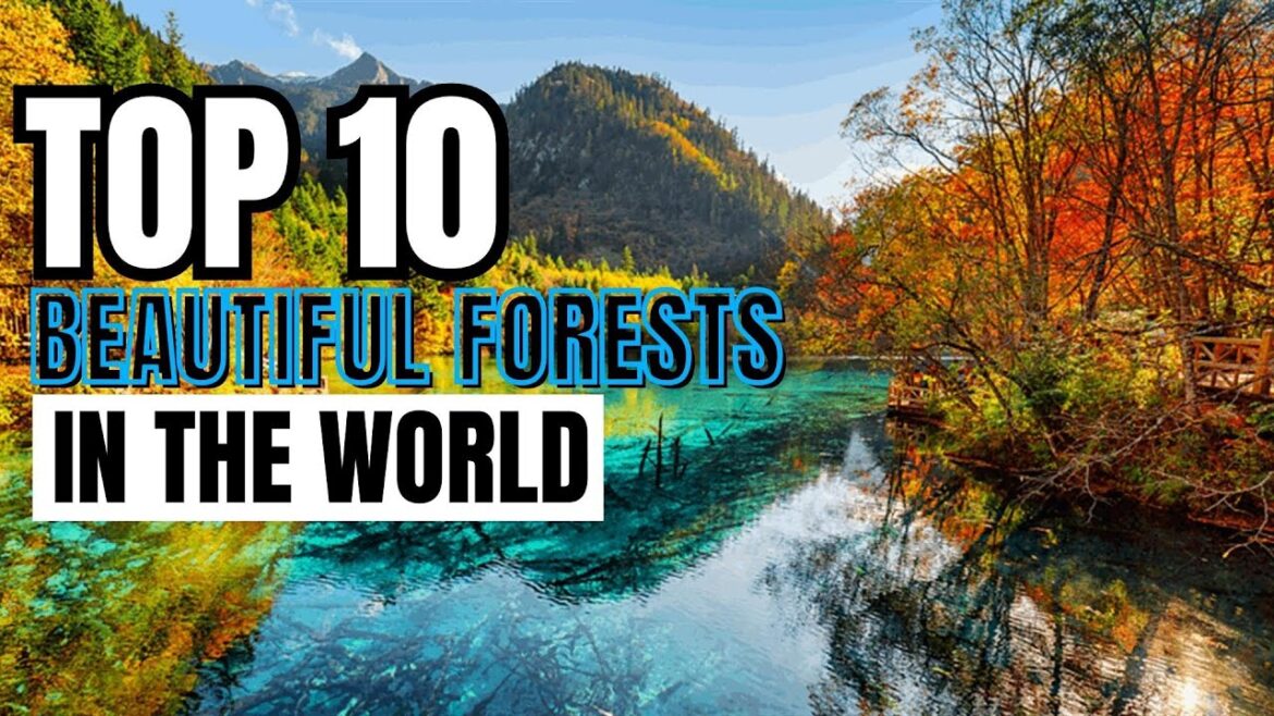 Top 10 Most Beautiful Forests in the World #top10 #forest