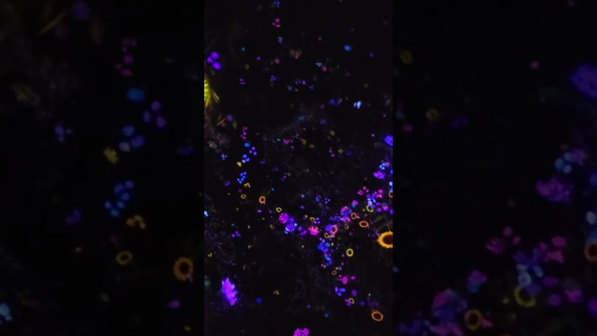 Falling Universe of Flowers (part2), #TeamLABPlanets, #Tokyo, #Japan, #travel, #shorts Falling Universe of Flowers (part2), #TeamLABPlanets, #Tokyo, #Japan, #travel, #shorts