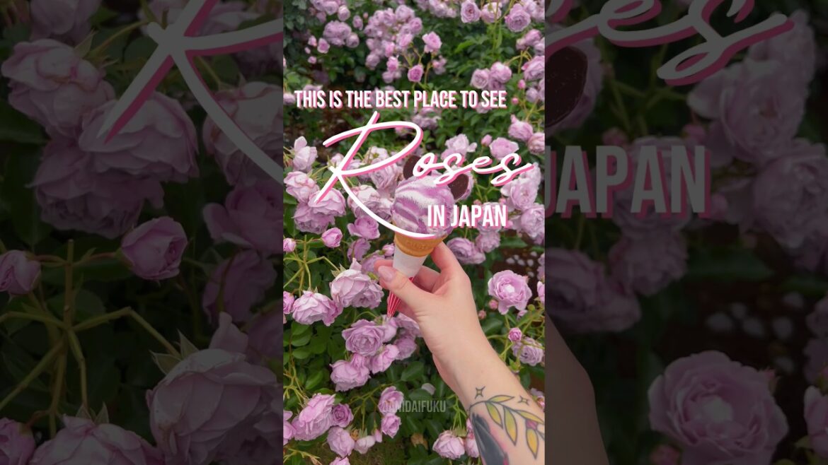 THE  BEST PLACE TO SEE ROSES IN JAPAN ๐น๐ฏ๐ต ๅ่ใฎไบฌๆใใฉๅใ๐ Keisei Rose Garden THE  BEST PLACE TO SEE ROSES IN JAPAN ๐น๐ฏ๐ต ๅ่ใฎไบฌๆใใฉๅใ๐ Keisei Rose Garden