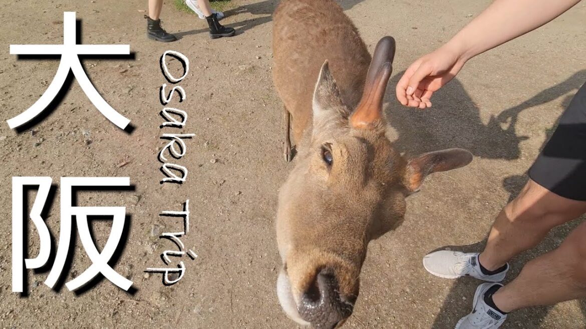 My Osaka Trip - 大阪市