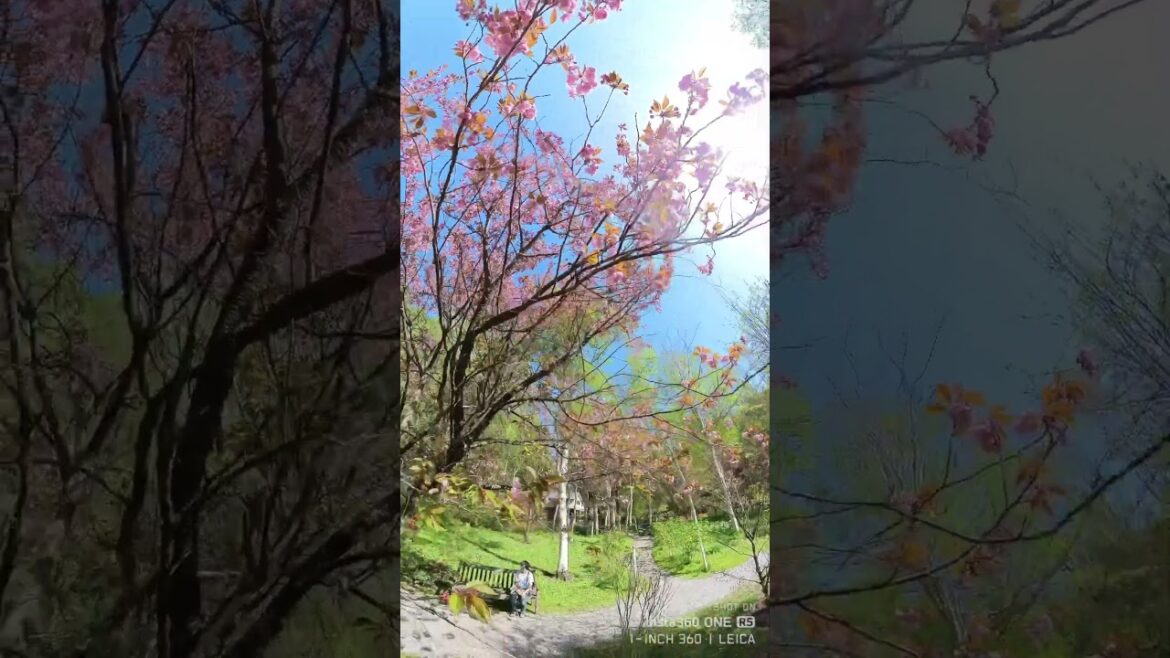 バラクラのさくら バラクラのさくら