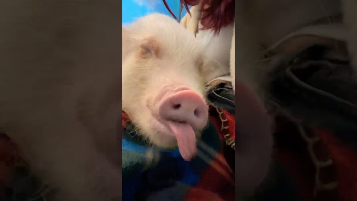 PIGGIES !!! 🐷 #travel #reels #japan #tokyo #traveling #osaka #kyoto #piggy #pig #farmanimals