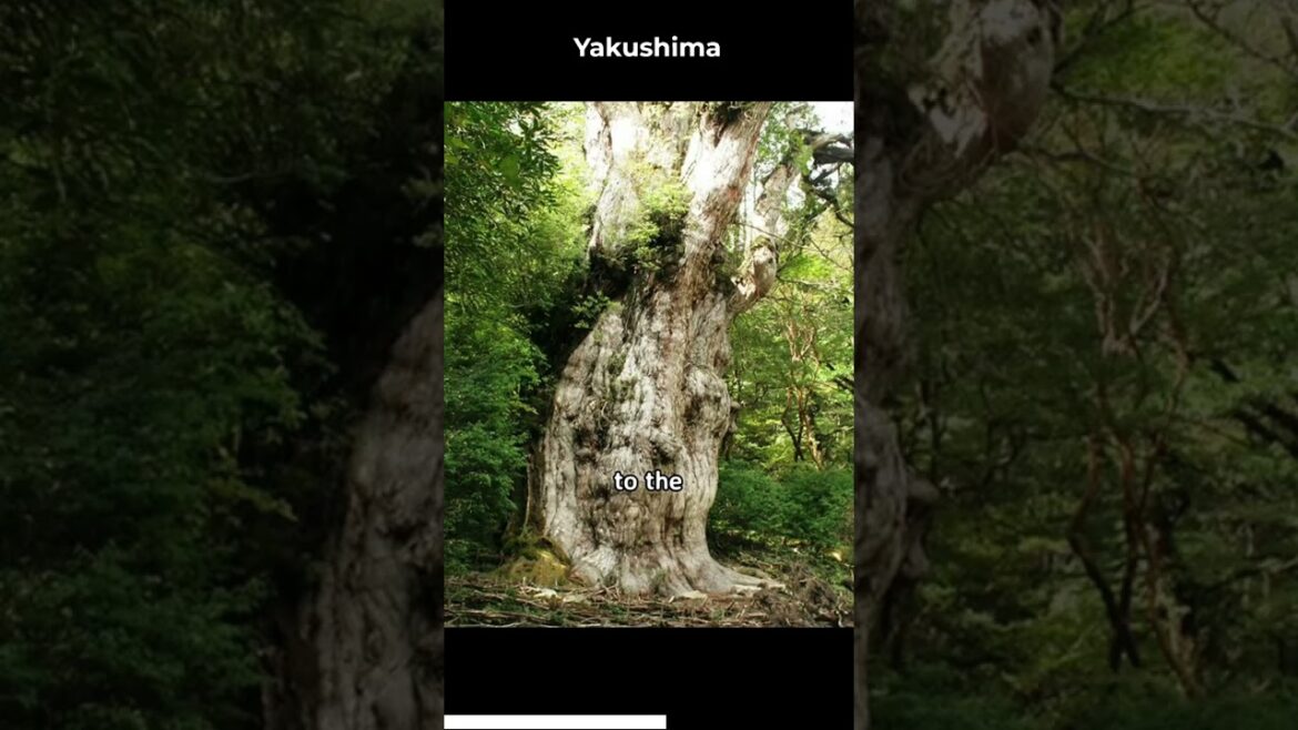 Yakushima - An Island Oasis
