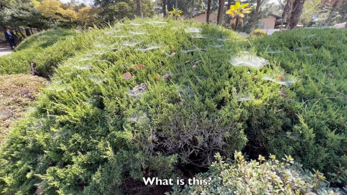 Half day trip to Tsuruma Park(鶴舞公園), Japan.