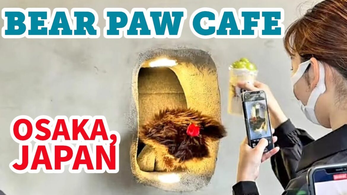 Bear Paw Cafe, Osaka, Japan / 熊の手カフェ