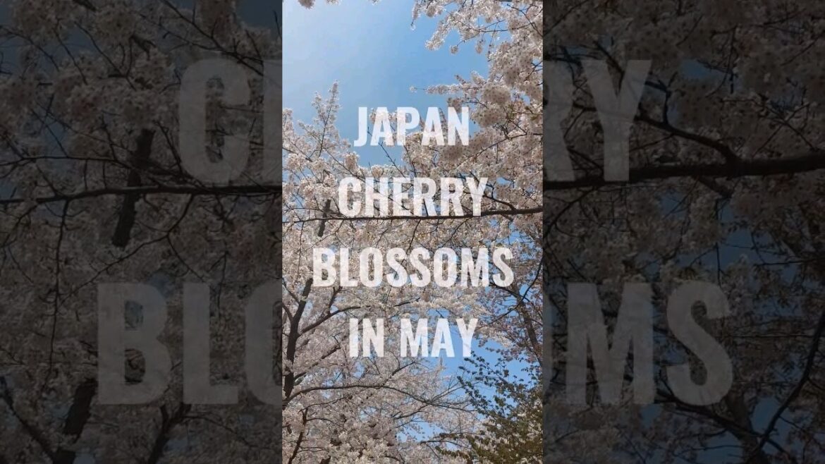 Where to Find Japan Cherry Blossoms in May? Best Sakura Spots #japan #cherryblossoms #sakura #shorts