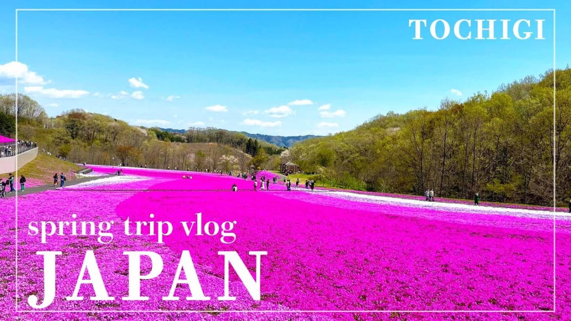 JAPAN TRAVEL VLOG ❘ Spring to Tochigi ❘ Shibazakura, moss phlox, strawberry picking, hotspring