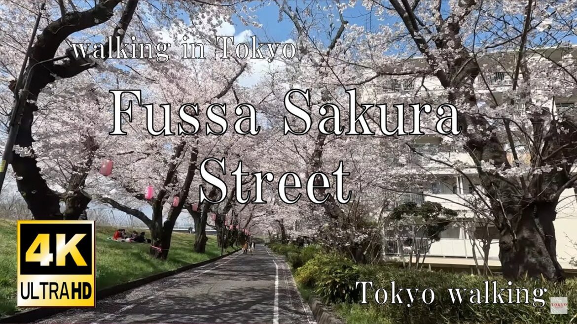 4K HDR//Walking in Tokyo Fussa sakura street in the noon/1hours