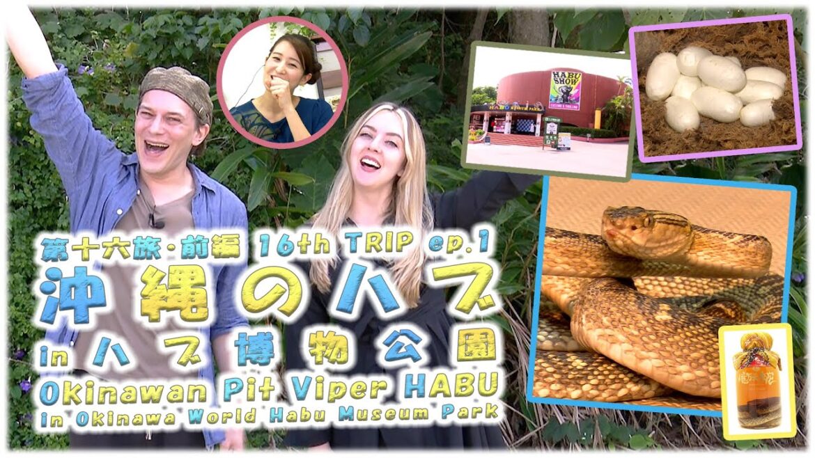 第十六旅・前編　「🐍沖縄のハブ in ハブ博物公園🐍」【🇯🇵字幕👂】
