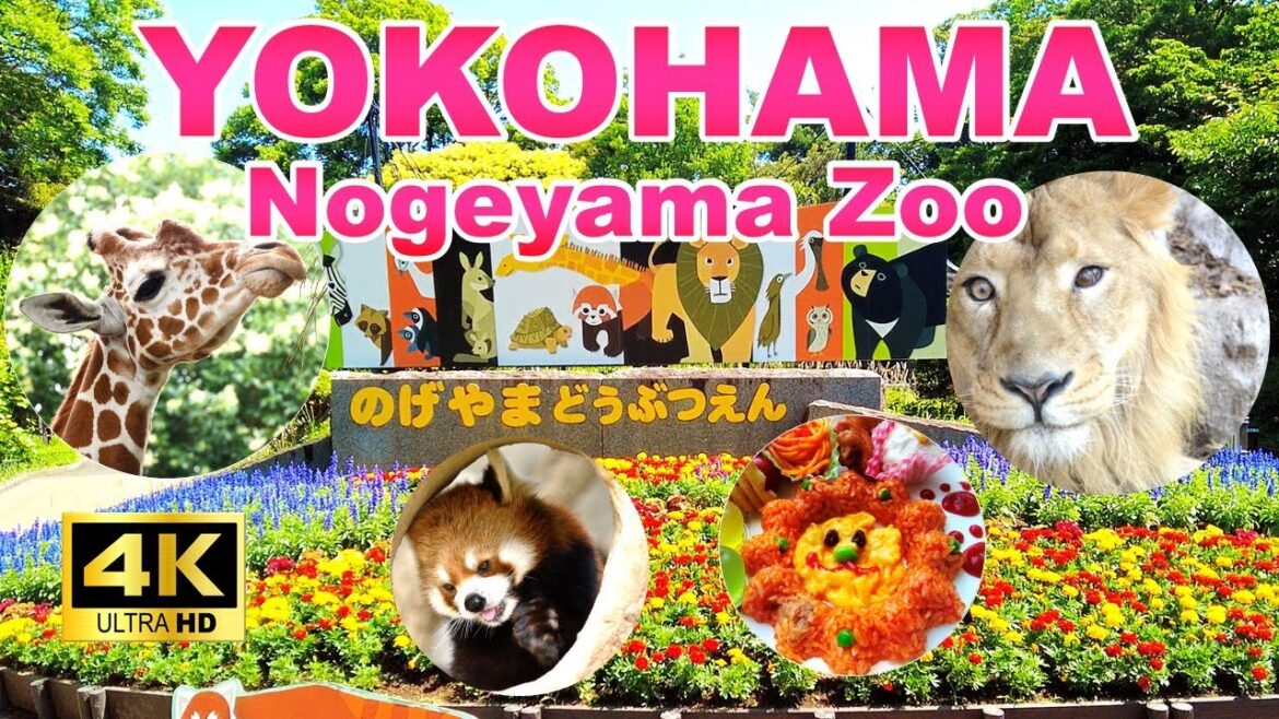 【4K🇯🇵】Free admission! Visit the Nogeyama Zoo in Yokohama, where you can easily meet animals!