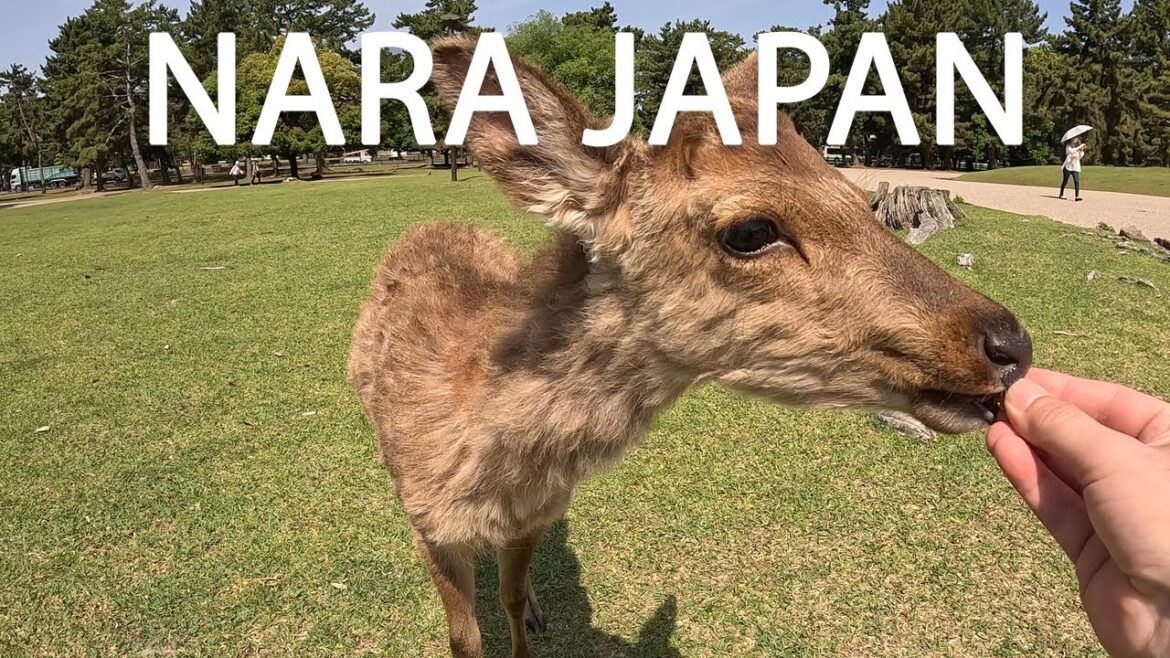 A Journey through Nara’s Temples and Deer Park Japan 2023 | I Made Friends in Nara Japan! A Journey through Nara's Temples and Deer Park Japan 2023 | I Made Friends in Nara Japan!