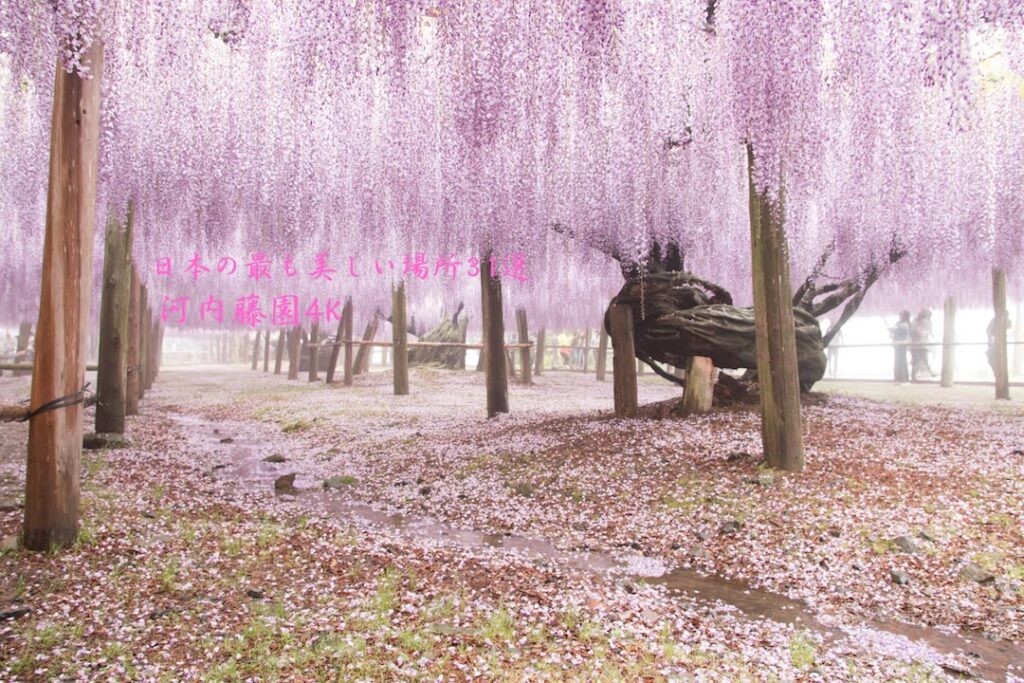 【4K】 河内藤園「日本の最も美しい場所31選」 ×Panasonic DMC-FZ1000