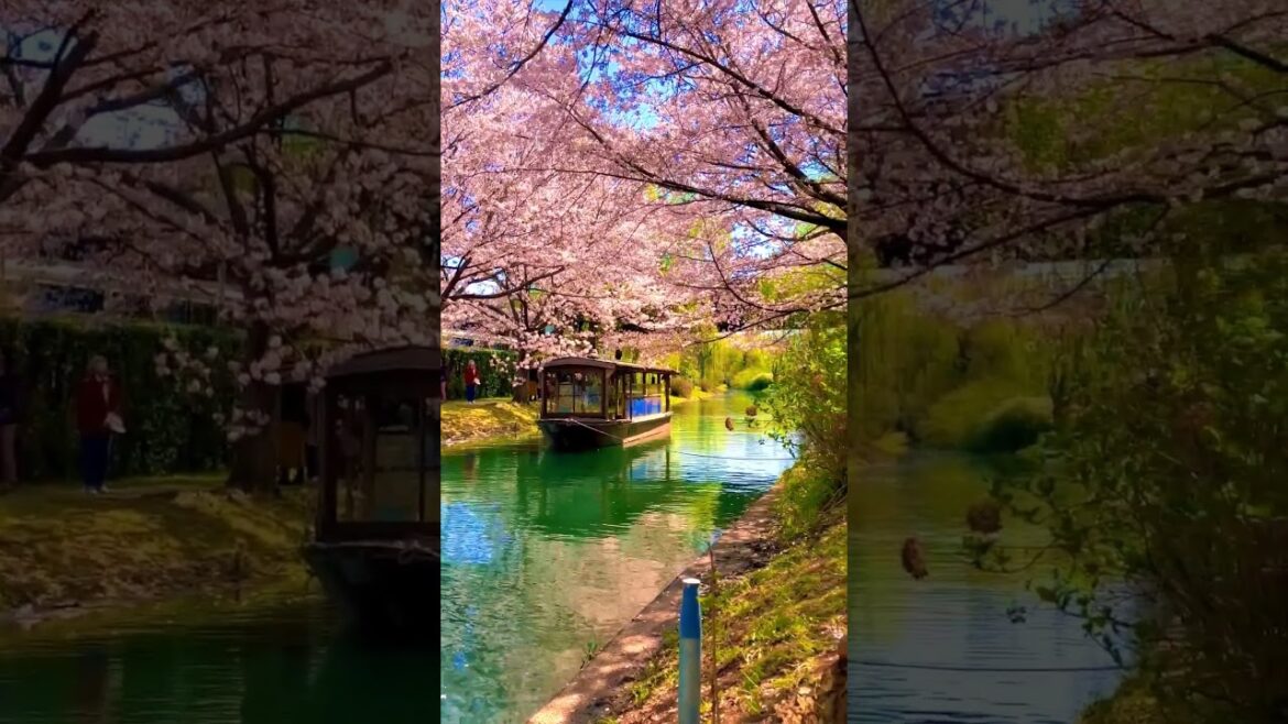 Fushimi Jikkokubune🌸 #travelshorts #travel #shorts #short #shortvideo #youtube #japan #youtubeshorts