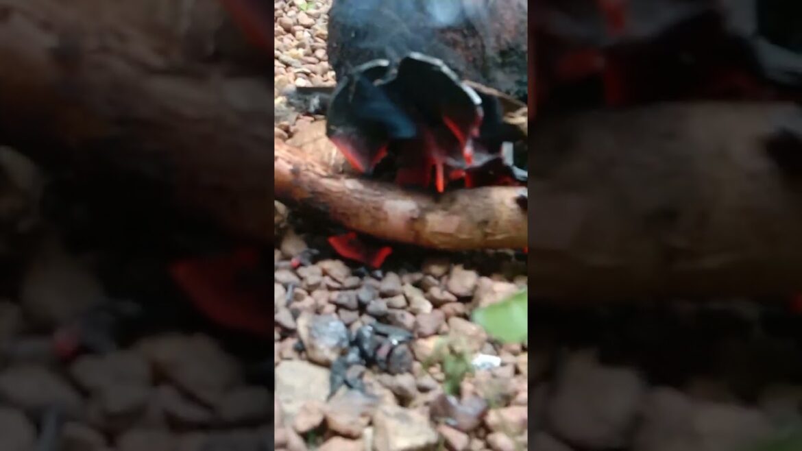 #shorts | Near Mayokka's hottest tourist tent 😍🤤 #youtubeshorts #short 💕🔥 travel world sri lanka